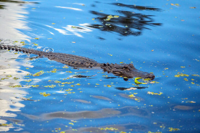 New Orleans Tours to Book: Swamp Tour