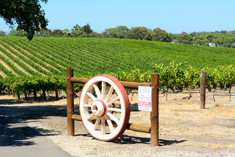 Unique Things to do in Adelaide: Barossa Valley Wineries