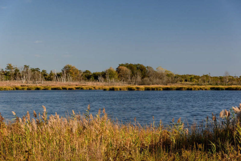 What to do in Queens: Jamaica Bay Wildlife Refuge