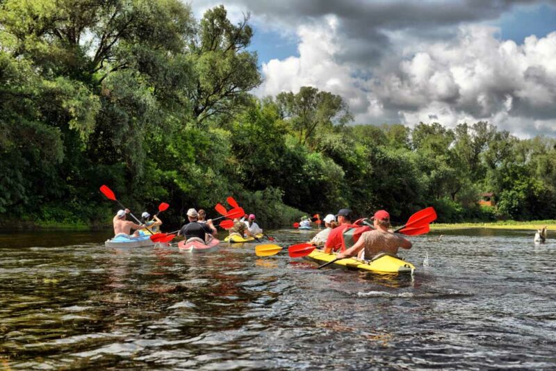 What Tours to Book in New Orleans: Manchac Swamp Kayak Tour