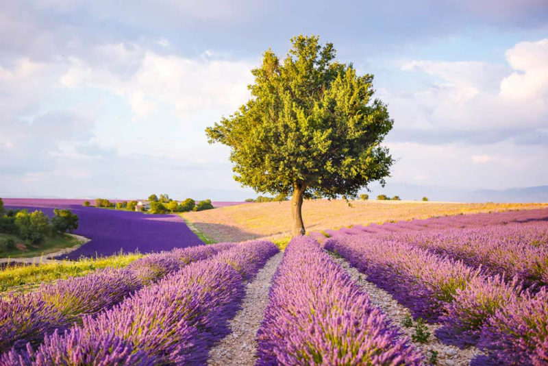 Where to Vacation in June to Avoid Crowds: Provence Lavender Fields, France
