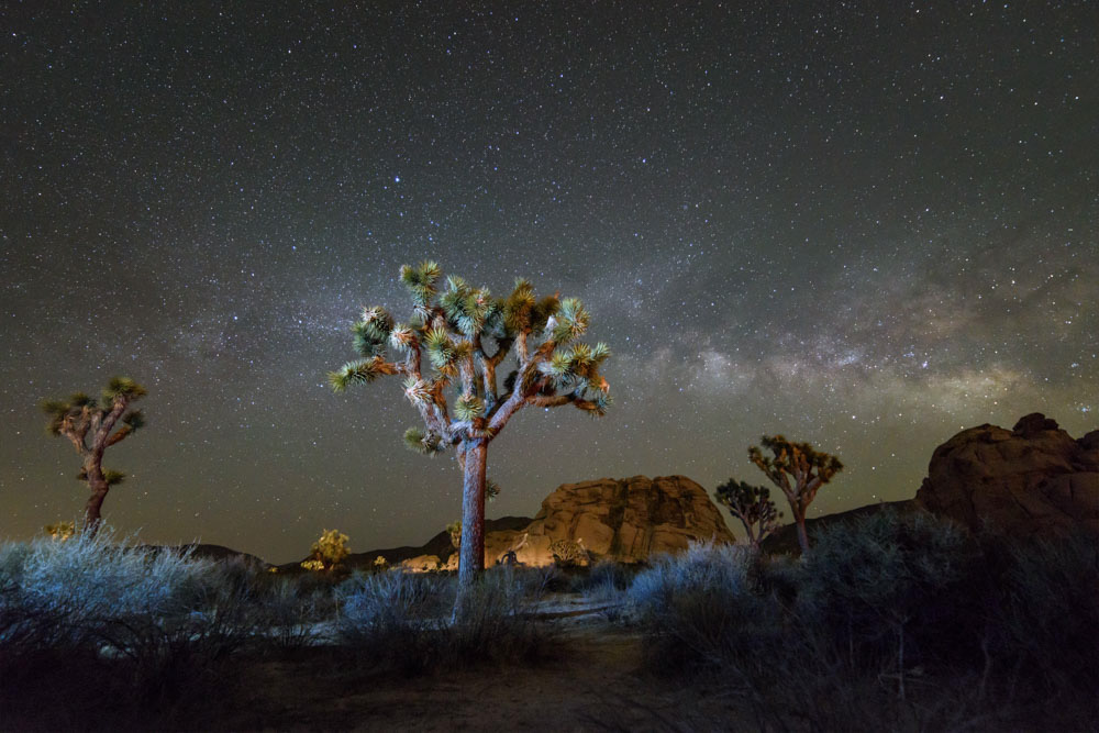 Best Places to Visit in US in December: Joshua Tree