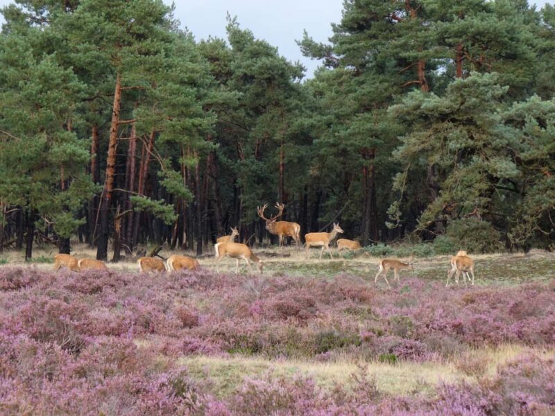 Fun Things to do in Netherlands: Hoge Veluwe National Park