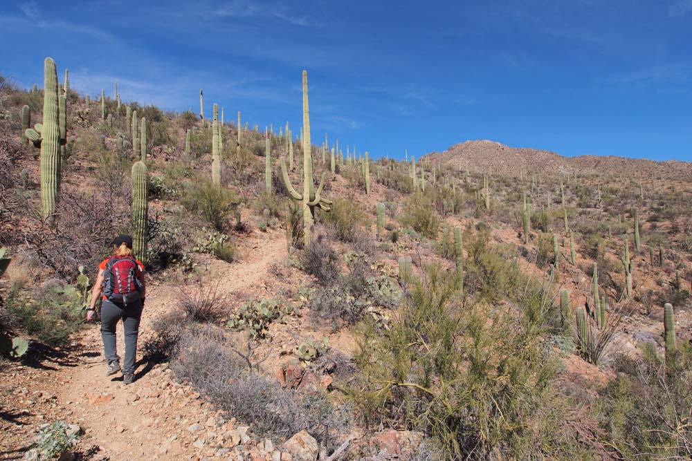 Must Visit Places in January: Tucson, Arizona