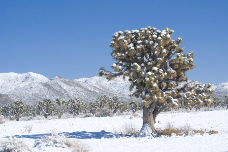 What Places to Visit in US in December: Joshua Tree