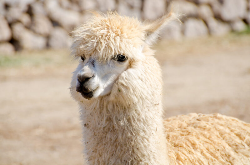 Best Things to do in Eugene: Alpacas and Arcades