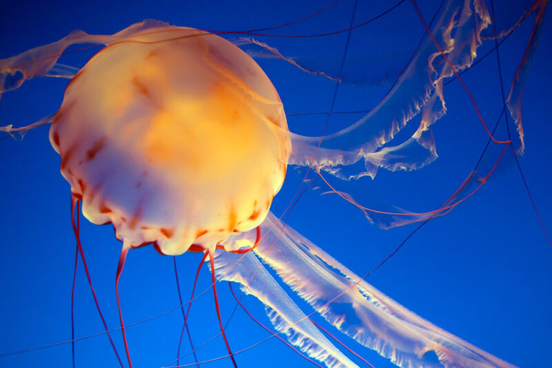 Best Things to do in Monterey: Monterey Bay Aquarium