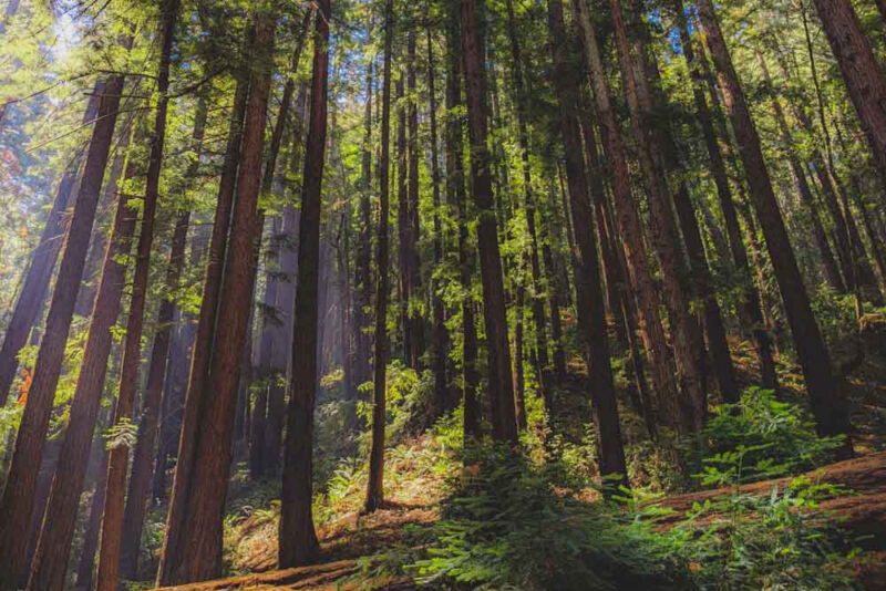 Best Things to do in Oakland, California: Redwoods Regional Park