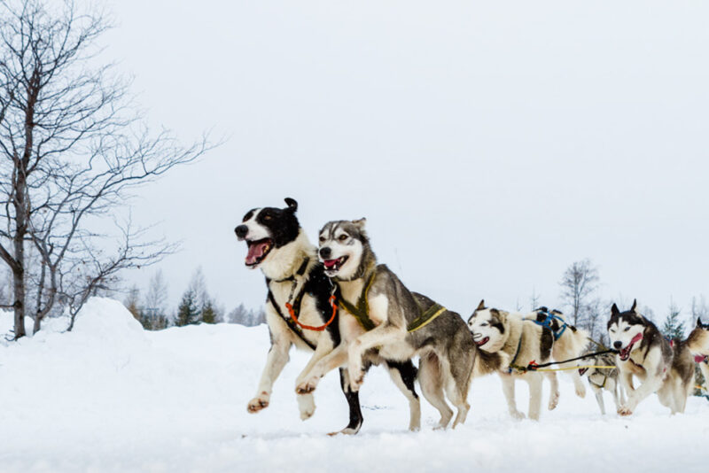 Best Things to do in Slovakia: Dog Sledding