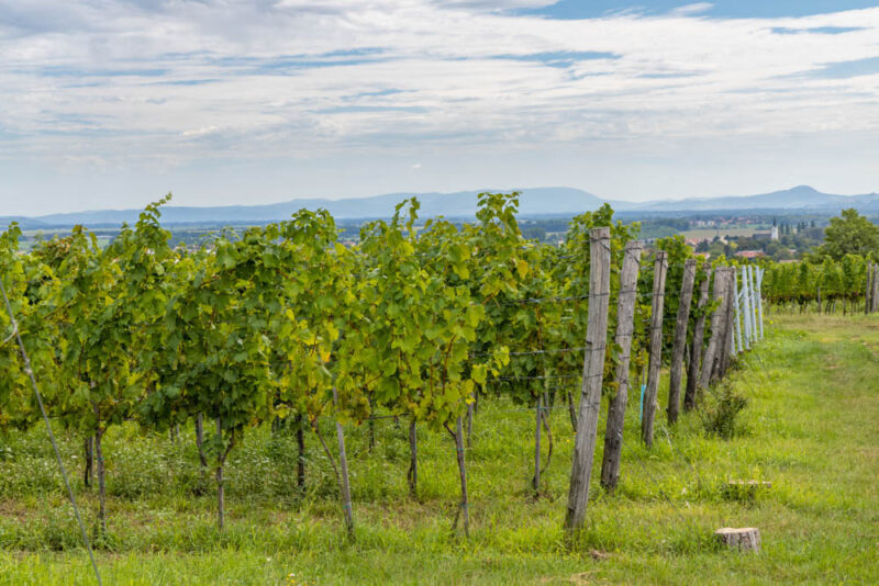 Best Things to do in Slovakia: Modra Vineyards