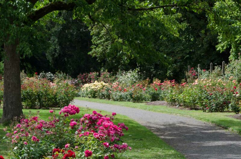 Cool Things to do in Eugene: Owen Rose Garden