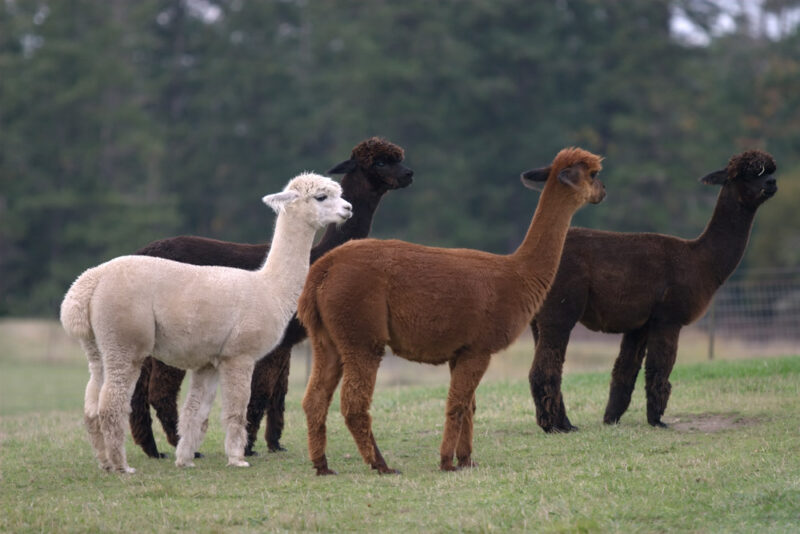Cool Things to do in Eugene: Alpacas and Arcades
