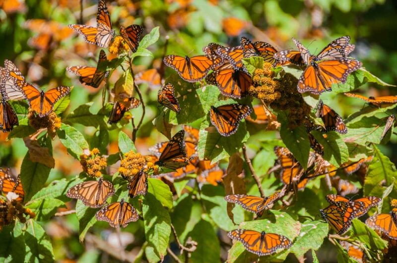 Cool Things to do in Monterey: Monarch Butterfly Sanctuary