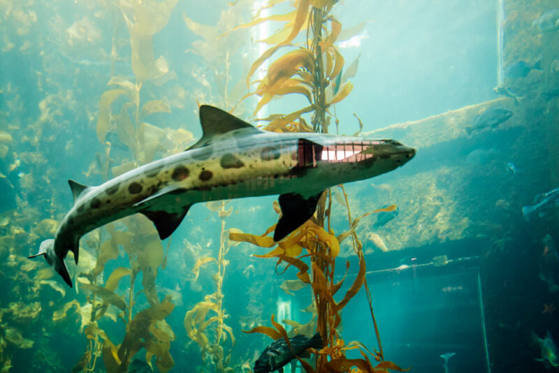 Cool Things to do in Monterey: Monterey Bay Aquarium
