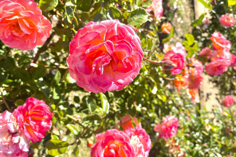 Fun Things to do in Oakland, California: Morcom Rose Garden
