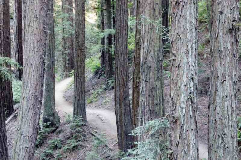 Fun Things to do in Oakland, California: Redwoods Regional Park