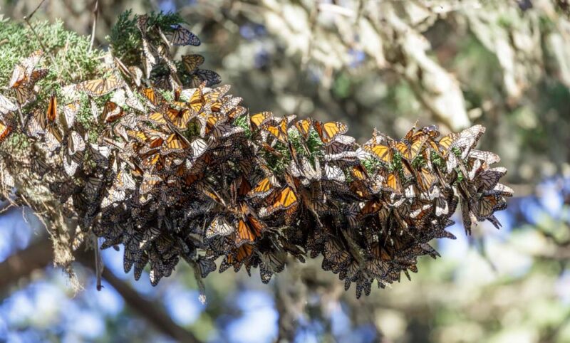 Monterey Things to do: Monarch Butterfly Sanctuary