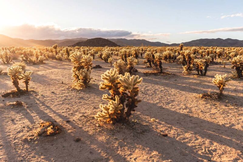 Must See National Parks to Visit during Fall: Joshua Tree National Park