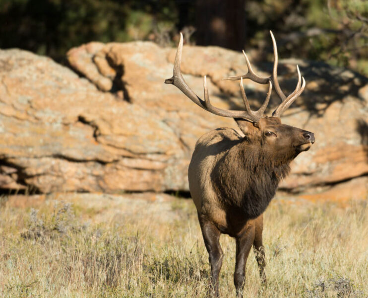 Must See National Parks to Visit during Fall: Rocky Mountain National Park