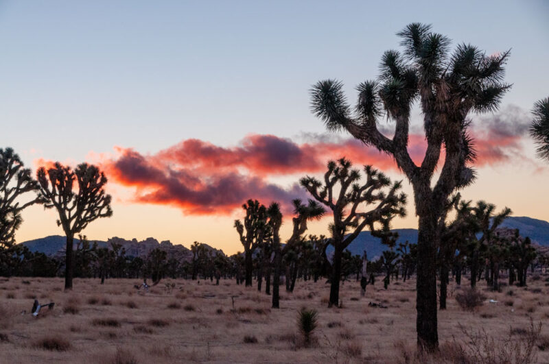 Must Visit National Parks in the Fall: Joshua Tree National Park