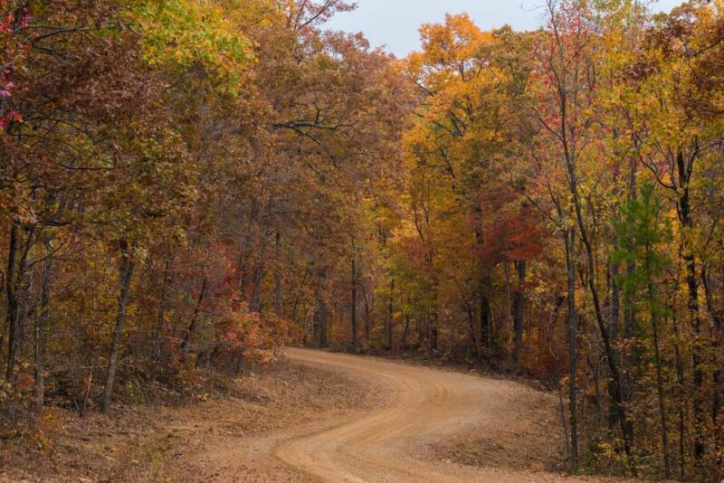 Must Visit Places in USA in November: Arkansas’ Ozark-St. Francis National Forest