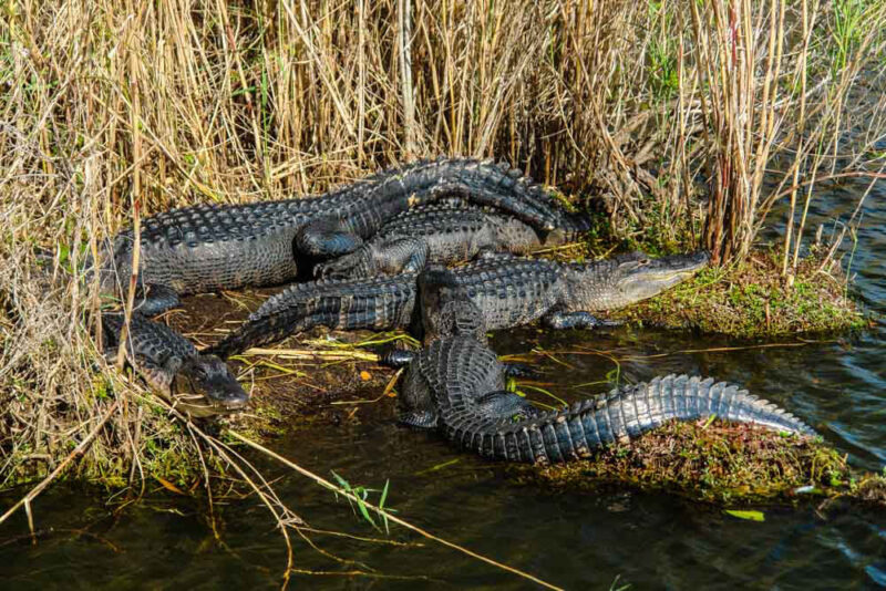Must Visit Places in USA in November: Everglades National Park, Florida