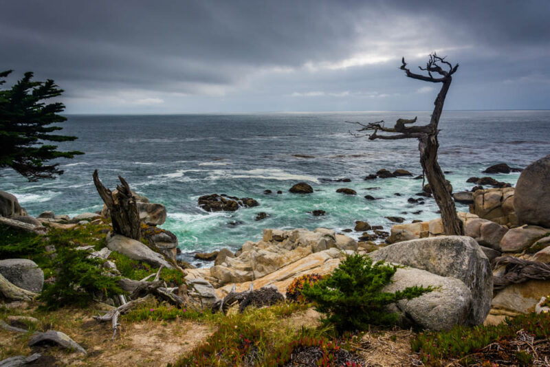 Unique Things to do in Monterey: 17-Mile Drive