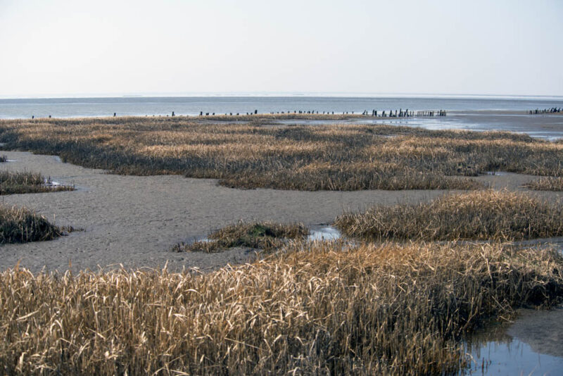 What to do in Denmark: Wadden Sea National Park