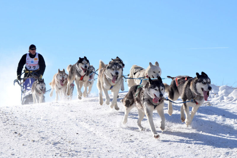 What to do in Slovakia: Dog Sledding