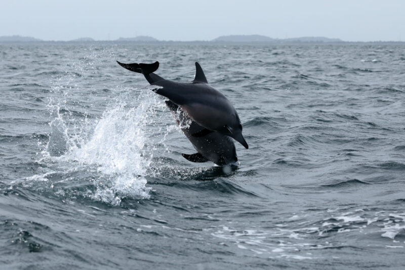 Aberdeen Bucket List: Harbor and Dolphin cruise