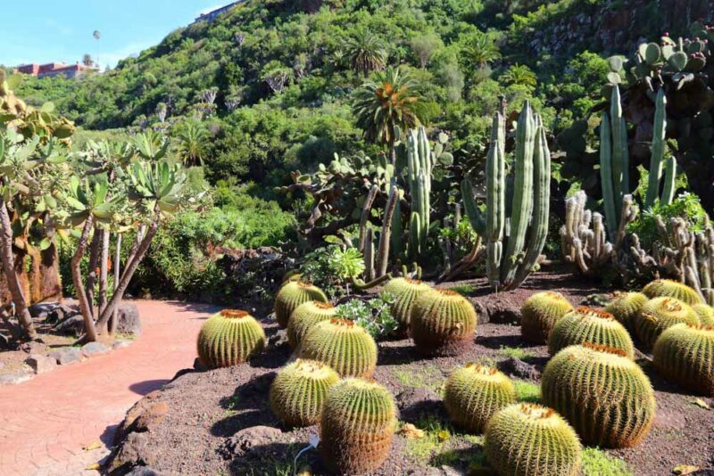 Best Things to do in Gran Canaria, Spain: Jardín Botánico Viera y Clavijo