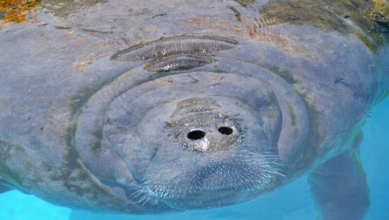Best Things to do in Naples, Florida: Get Up Close with the Manatees on a Boat Tour