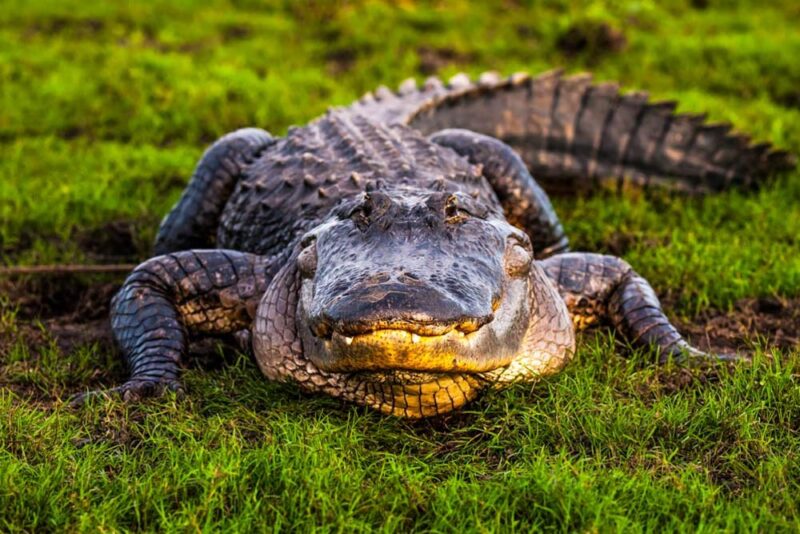 Best Things to do in Orlando, Florida: Everglades