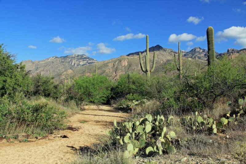 Best Things to do in Tucson: Sabino Canyon