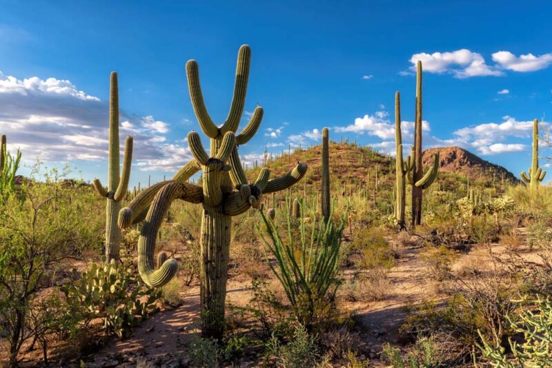 Best Things to do in Tucson: Saguaro National Park