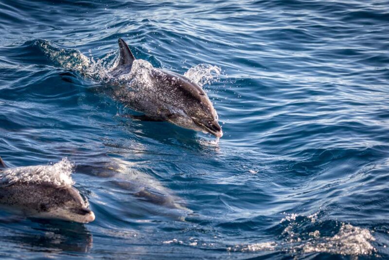 Cool Things to do in Gran Canaria, Spain: Seek Out Wild Whales and Dolphins
