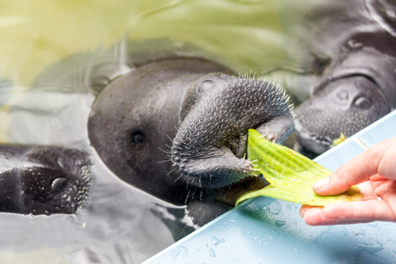 Cool Things to do in Naples, Florida: Get Up Close with the Manatees on a Boat Tour