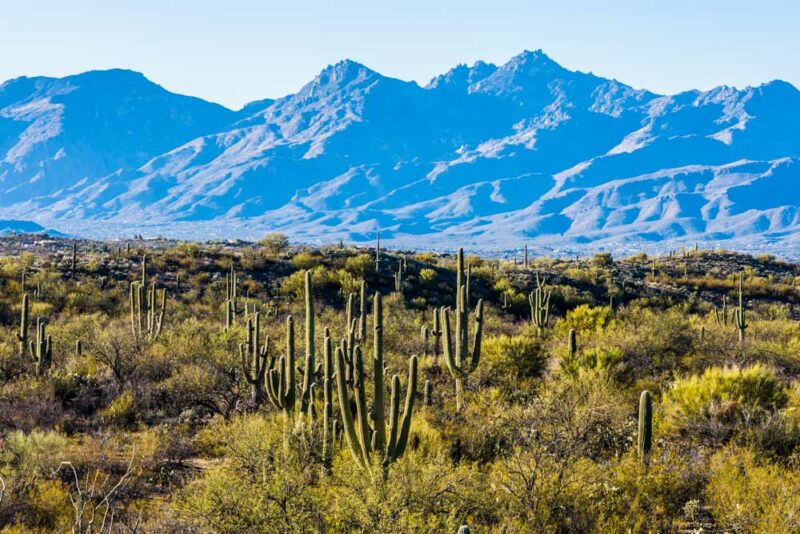 Cool Things to do in Tucson: Saguaro National Park
