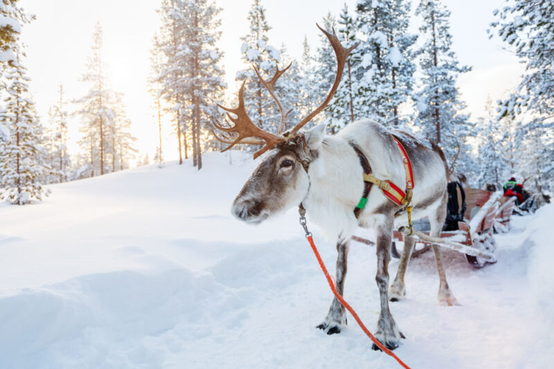 Fun Things to do in Finland: Salla Reindeer Park
