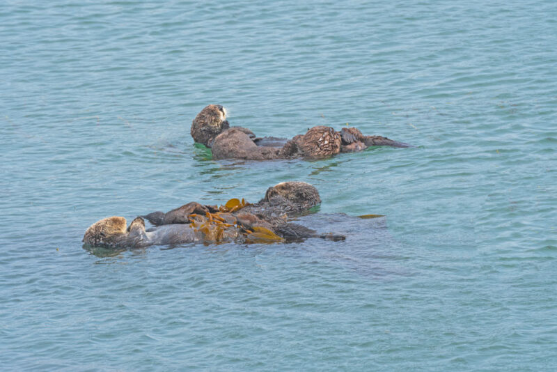 Morro, Bay Bucket List: Look for Otters around Morro Rock