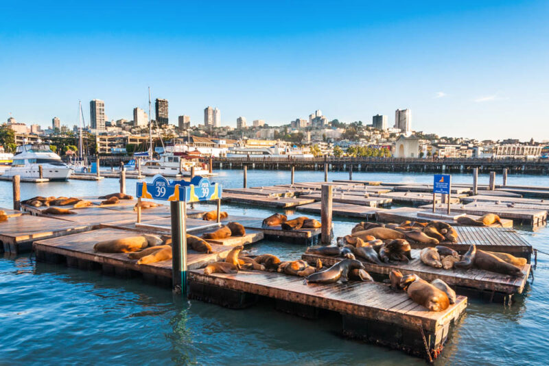 Must do things in San Francisco: Sea Lions at Pier 39