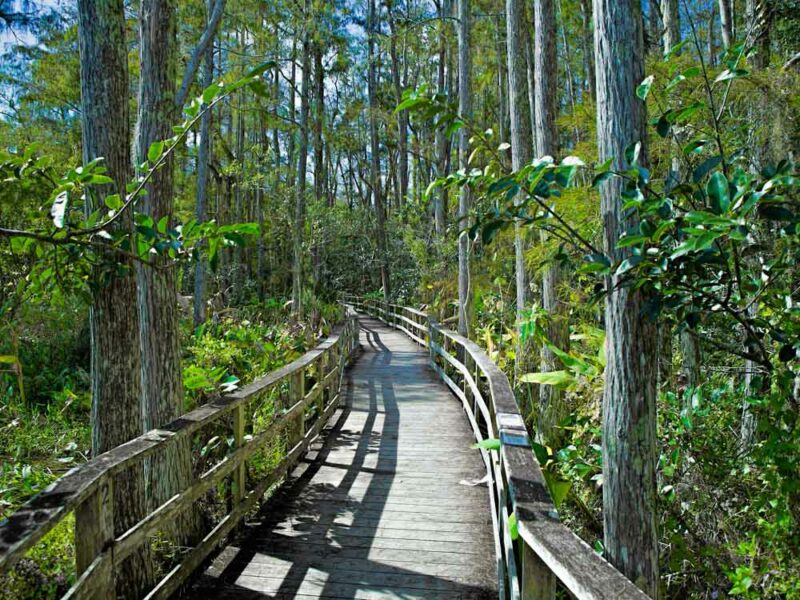 Naples, Florida Bucket List: Corkscrew Swamp Sanctuary