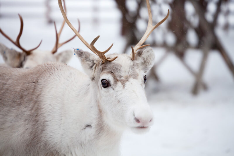 Unique Things to do in Finland: Salla Reindeer Park