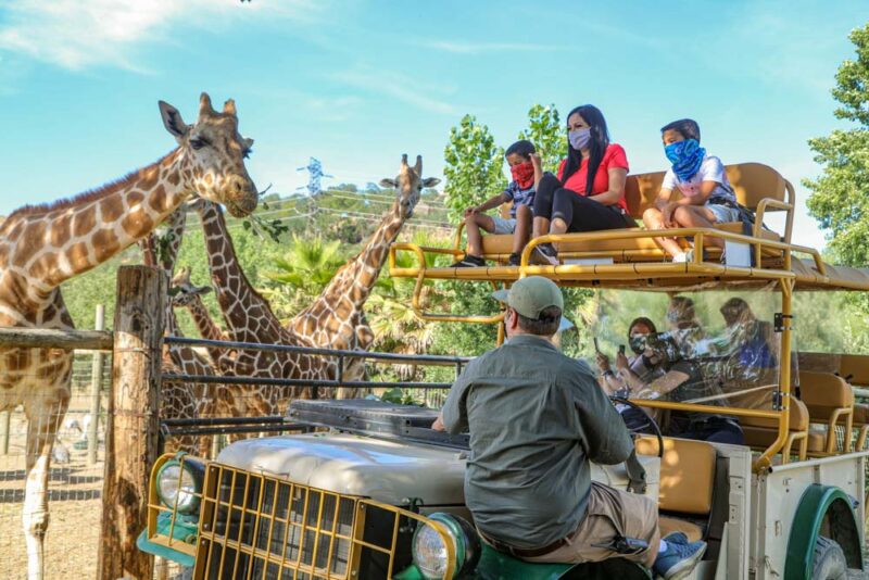 Unique Things to do in Sonoma: Safari West
