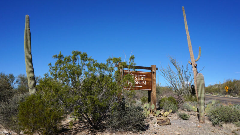 What to do in Tucson: Arizona-Sonora Desert Museum
