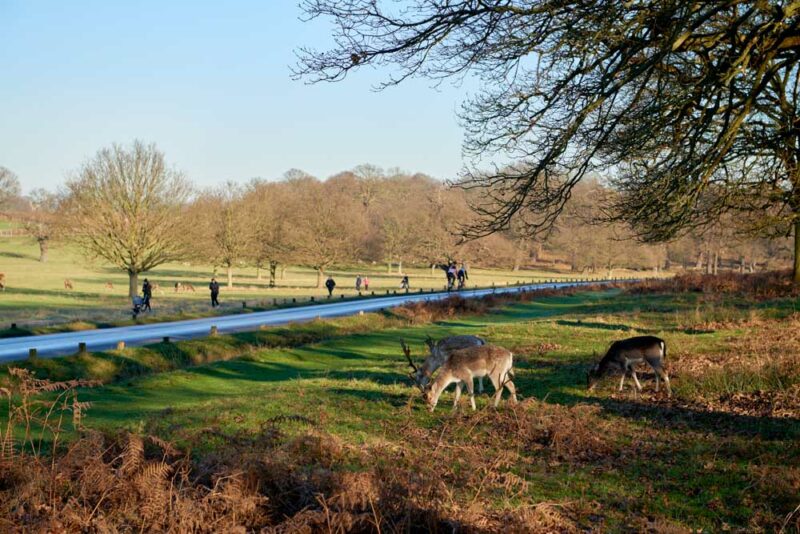 3 Days in London Weekend Itinerary: Richmond Park