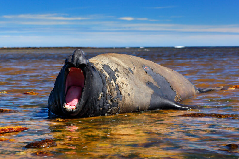 Best Stops for Road Trip in California: Elephant Seals in San Simeon