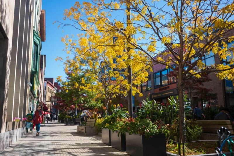 Best Things to do in Ithaca: Ithaca Commons