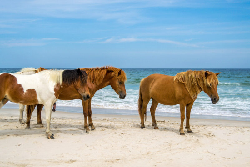 Best Things to do in Maryland: Assateague Island