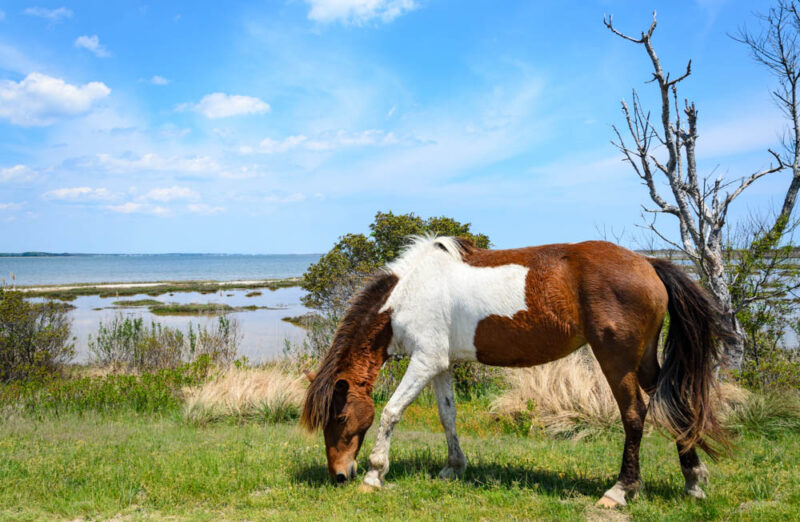 Cool Things to do in Maryland: Assateague Island